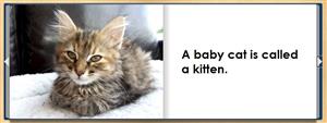 baby cat